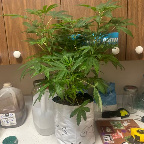 GC3 growlog timeline photo