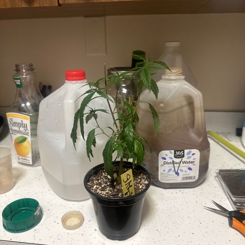 SF growlog timeline photo