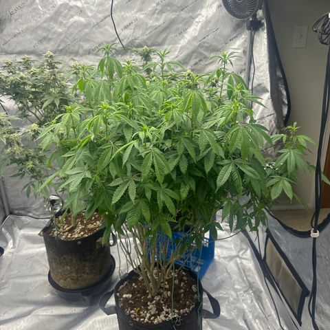 TJ #5 growlog timeline photo