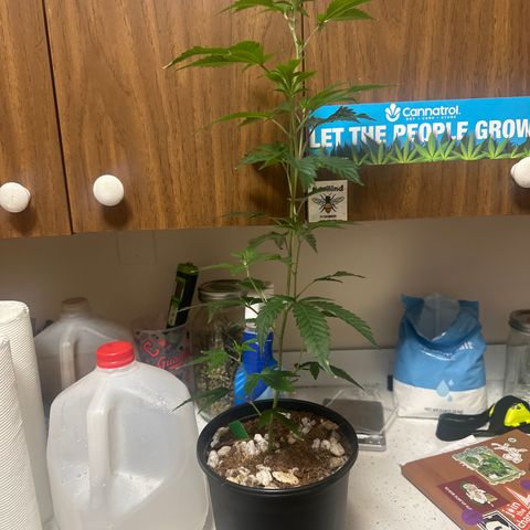 FG2 growlog timeline photo