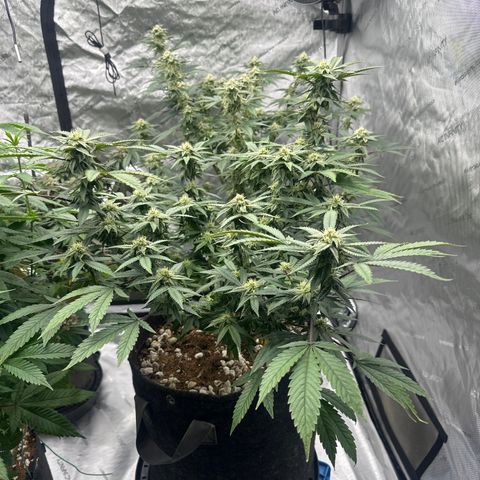 BCF growlog timeline photo