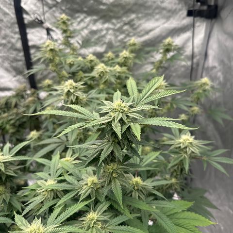 BCF growlog timeline photo