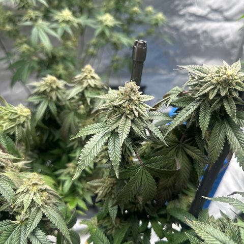 HR2 growlog timeline photo