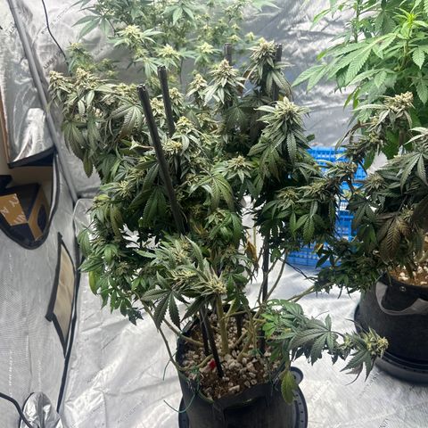 HR2 growlog timeline photo