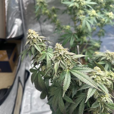 HR2 growlog timeline photo