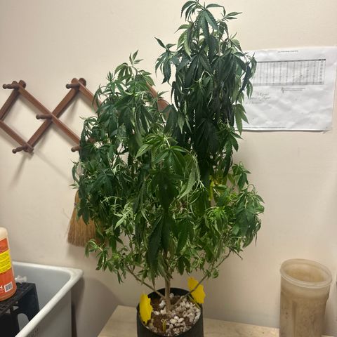 JD2 growlog timeline photo