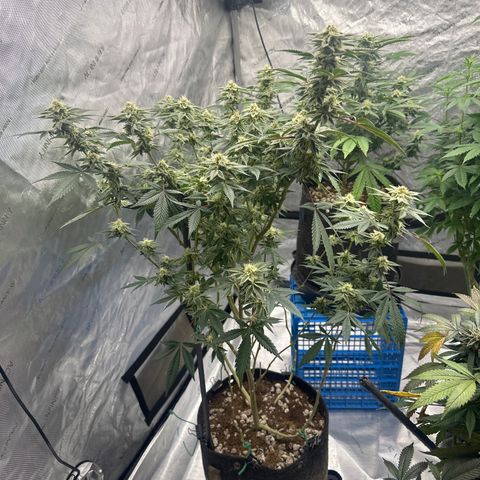 PY growlog timeline photo