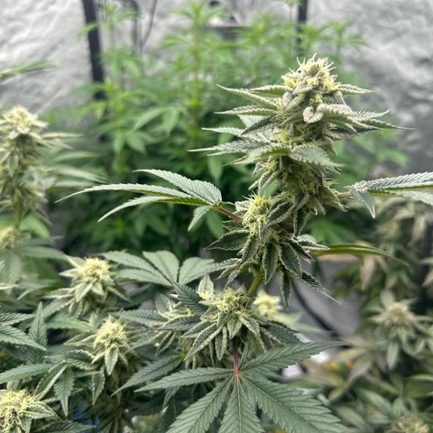 PY growlog timeline photo