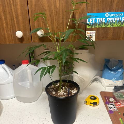 HS2 growlog timeline photo