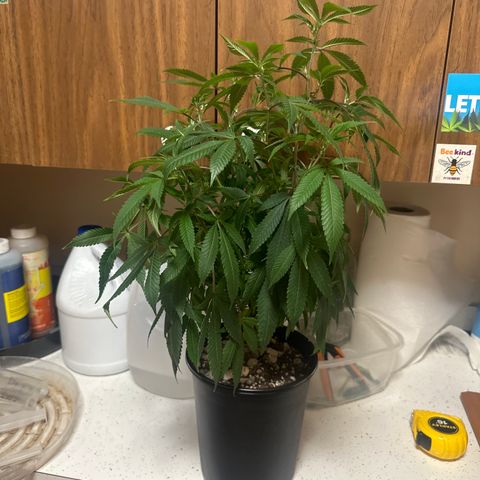 SR growlog timeline photo