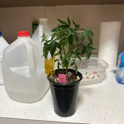 KK growlog timeline photo