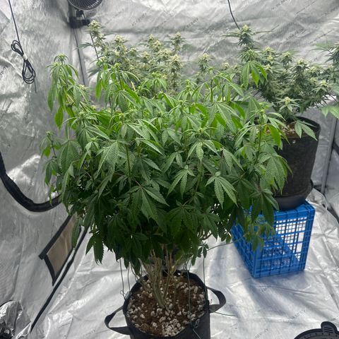 TJ #5 growlog timeline photo