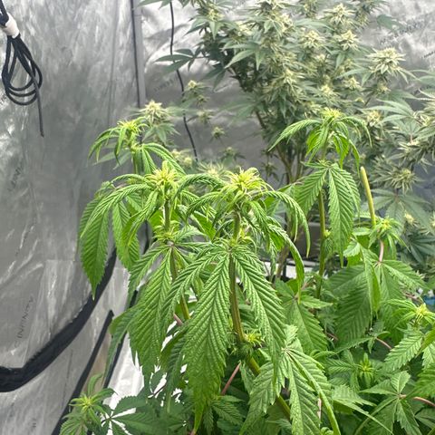 TJ #5 growlog timeline photo