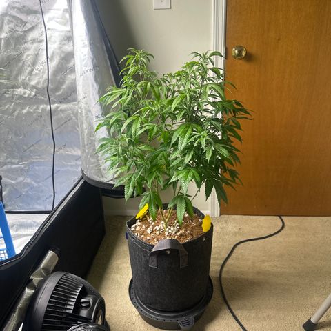 BBE growlog timeline photo