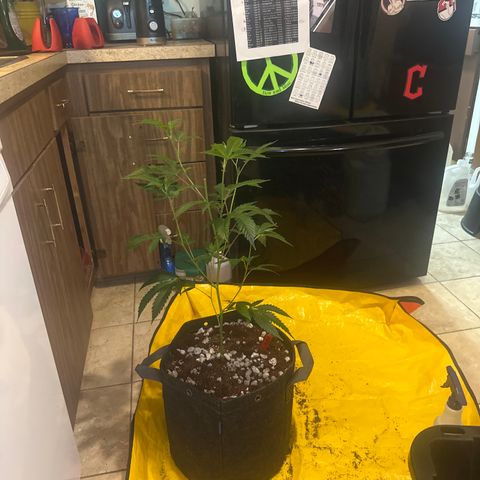 FG1 growlog timeline photo