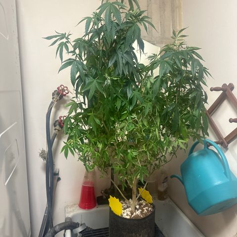 JD2 growlog timeline photo