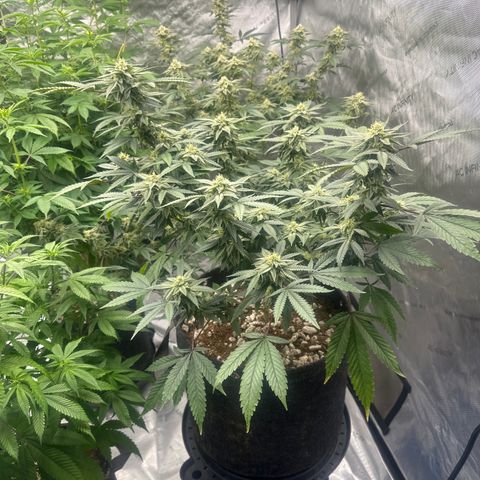 BCF growlog timeline photo