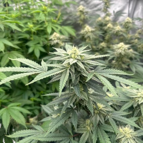 BCF growlog timeline photo