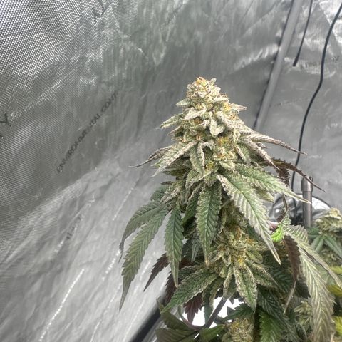 HR2 growlog timeline photo