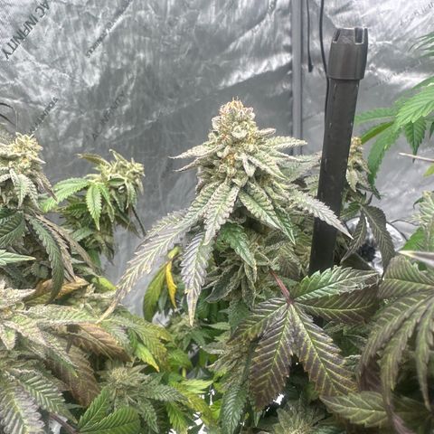 HR2 growlog timeline photo