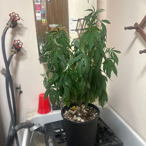 SR growlog timeline photo