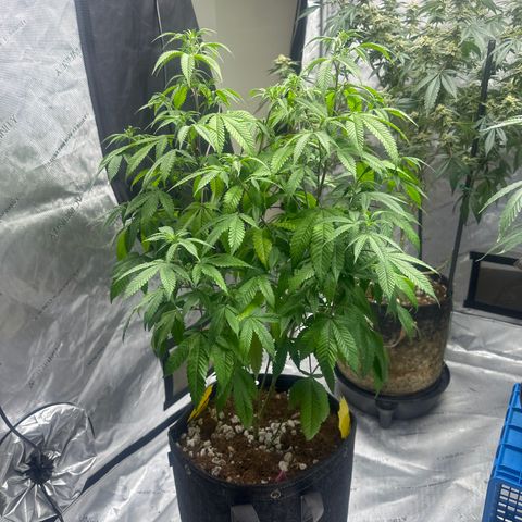 BBE growlog timeline photo