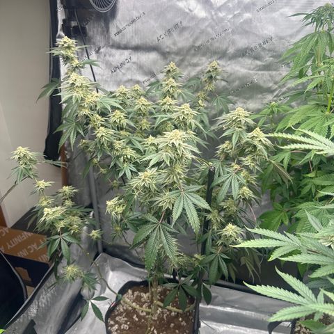 PY growlog timeline photo