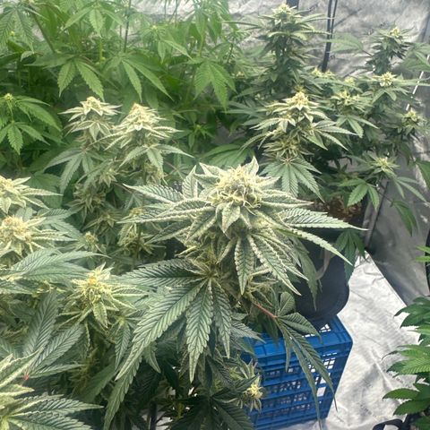 PY growlog timeline photo