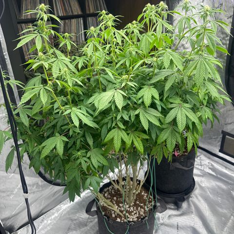 TJ #5 growlog timeline photo