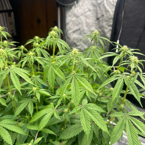 TJ #5 growlog timeline photo