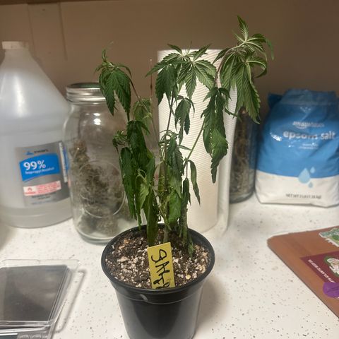 SF growlog timeline photo
