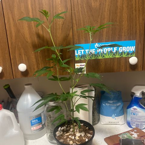 FG2 growlog timeline photo