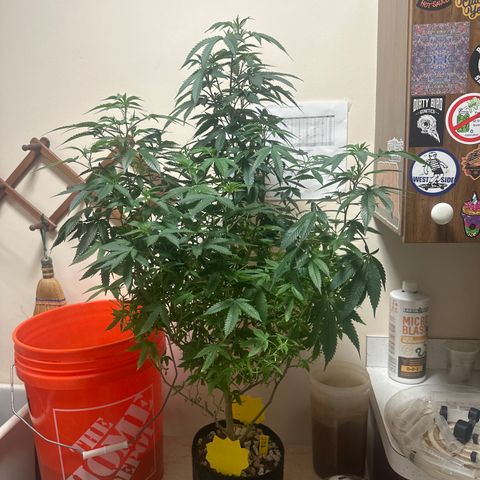 JD2 growlog timeline photo