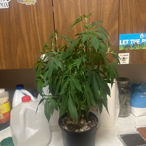SR growlog timeline photo