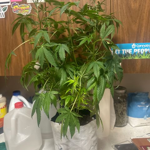 GC3 growlog timeline photo