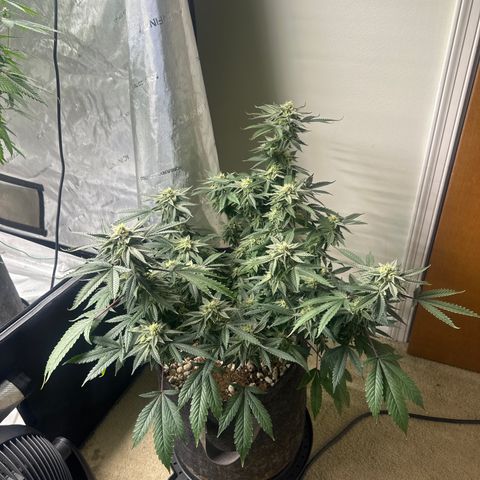 BCF growlog timeline photo