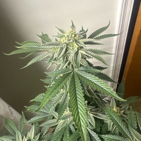 BCF growlog timeline photo