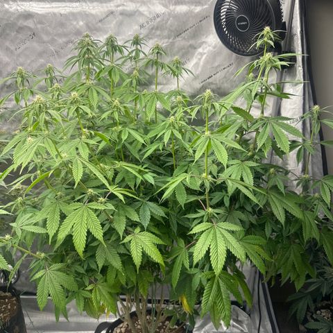 TJ #5 growlog timeline photo