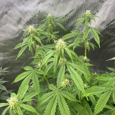 TJ #5 growlog timeline photo
