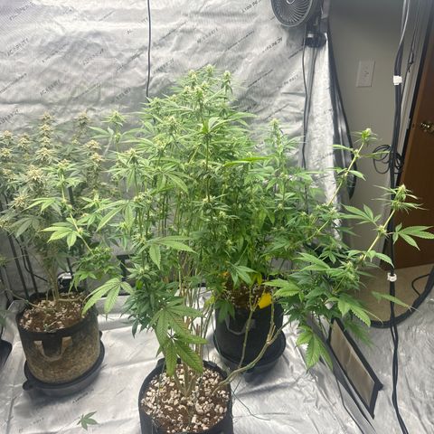 TJ #5 growlog timeline photo
