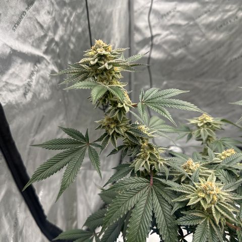 PY growlog timeline photo