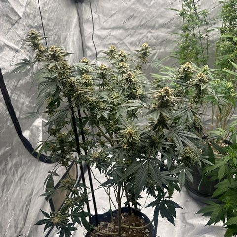 PY growlog timeline photo