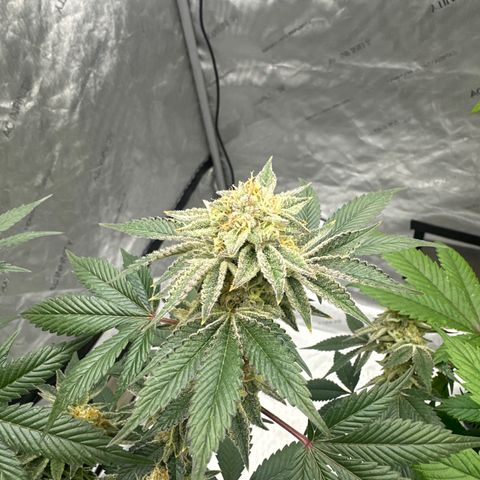 PY growlog timeline photo