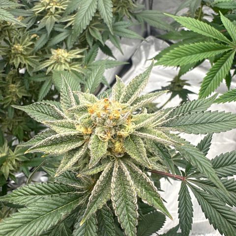 PY growlog timeline photo
