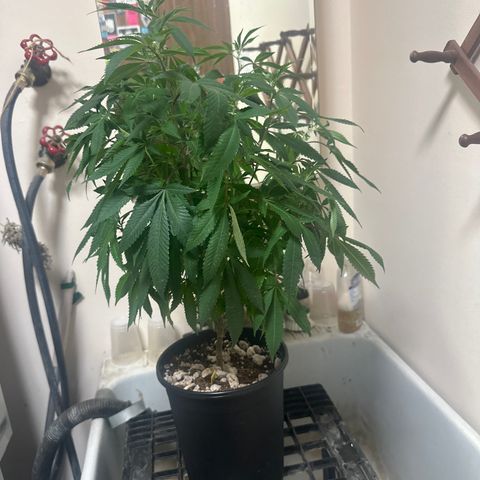 SR growlog timeline photo