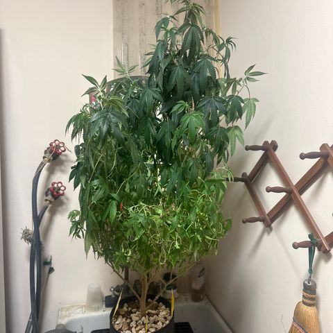 JD2 growlog timeline photo