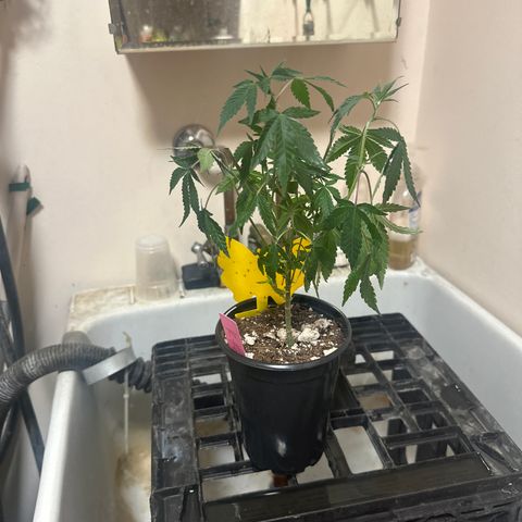 KK growlog timeline photo