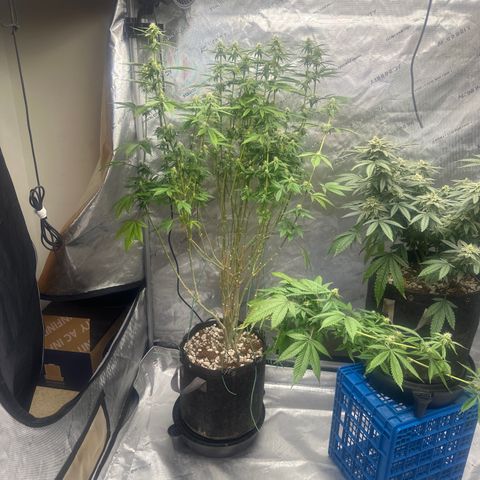 TJ #5 growlog timeline photo