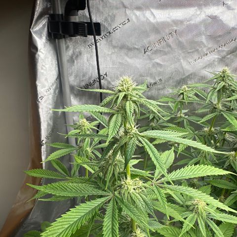 TJ #5 growlog timeline photo