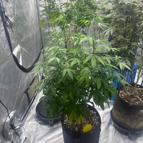 BBE growlog timeline photo